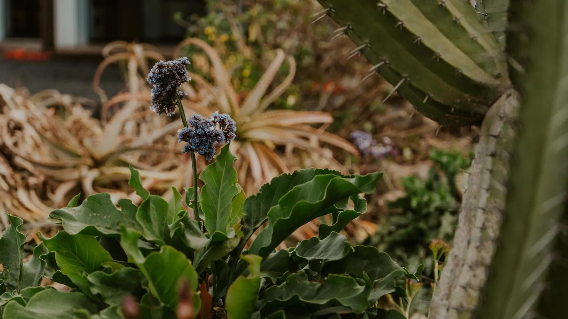 Villa Shepherd Lajares - Luxury Villa Fuerteventura Guest house